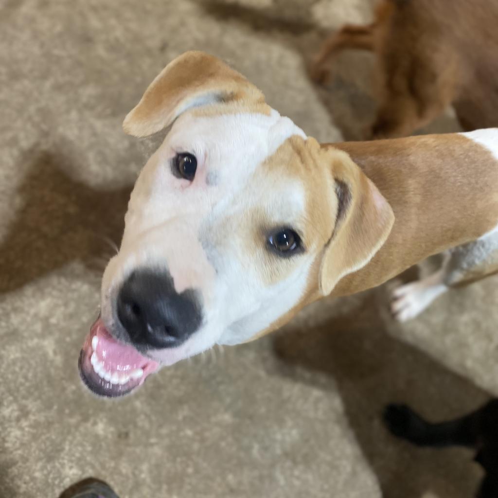 Enlarge Pepper- GRADUATED FROM PAWS-IN-PRISON., a Adoptable mixed breed in Union City, PA image 6/6