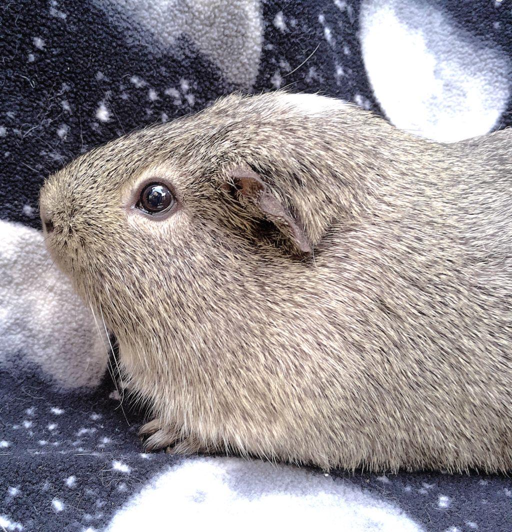 Enlarge Grayson, a ADOPTABLE Short-Haired in Goleta, CA image 3/3