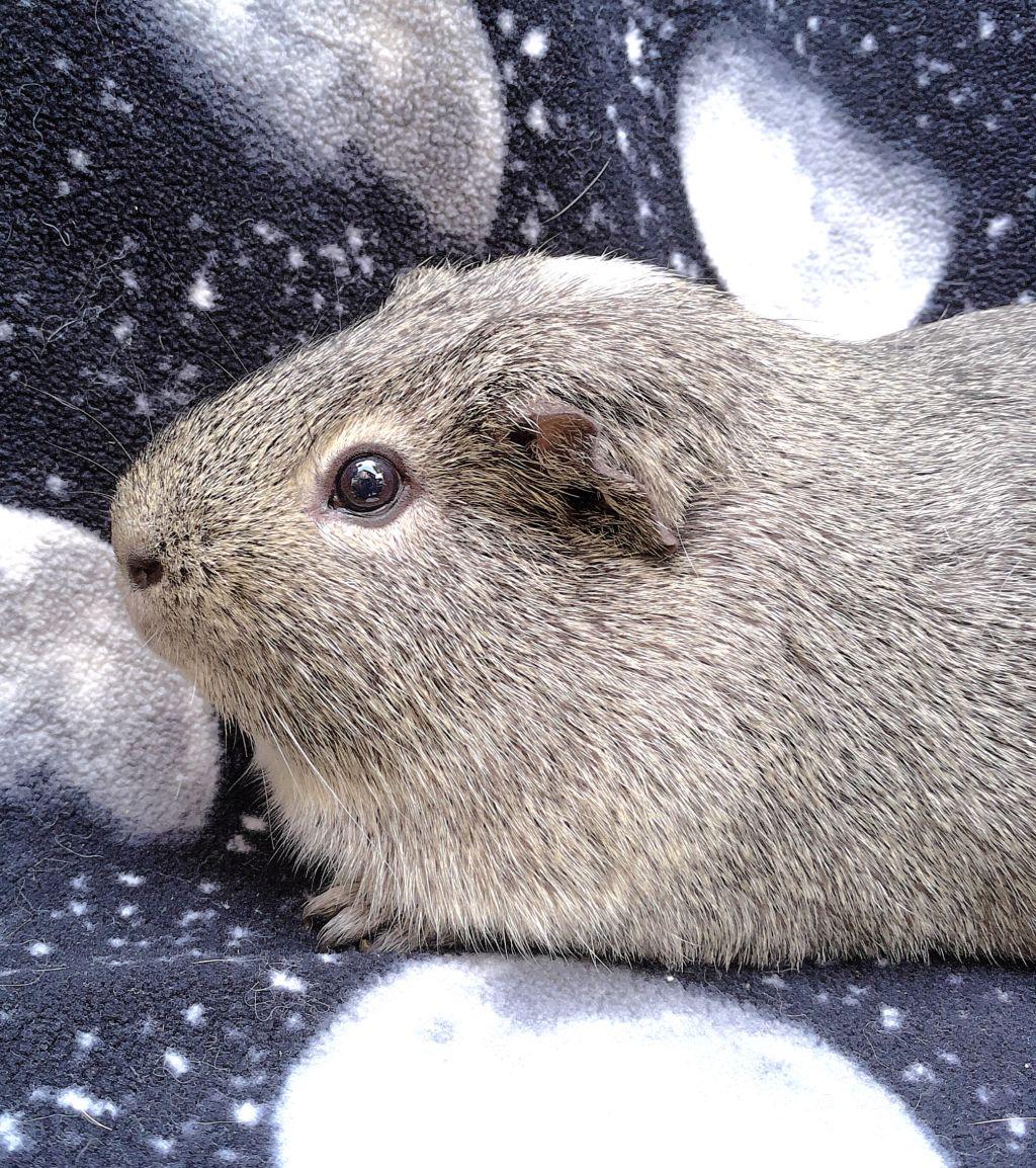 Enlarge Grayson, a ADOPTABLE Short-Haired in Goleta, CA image 1/3