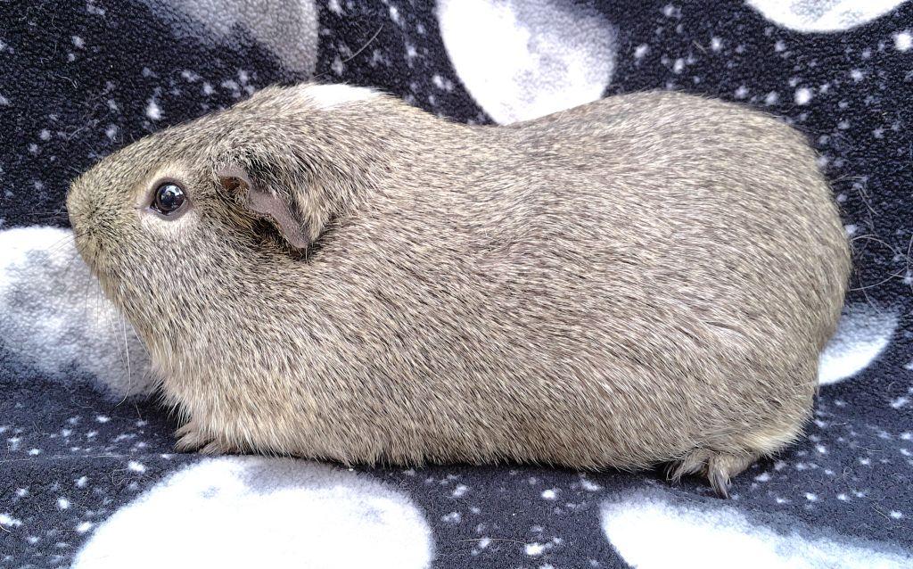 Enlarge Grayson, a ADOPTABLE Short-Haired in Goleta, CA image 2/3