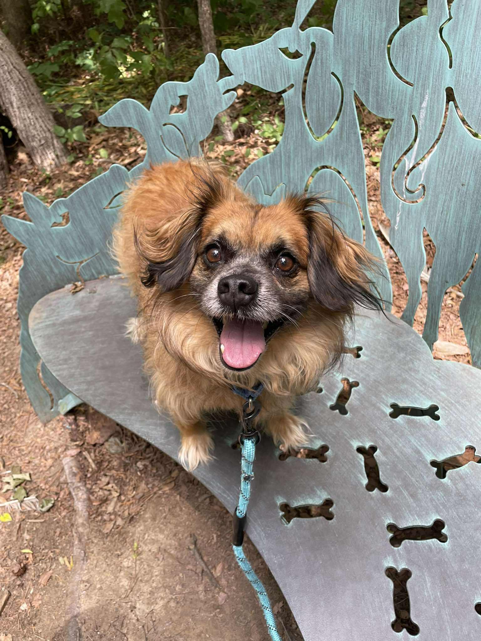Enlarge Chewy, a Adopted Mixed Breed in Durham, NC image 1/3