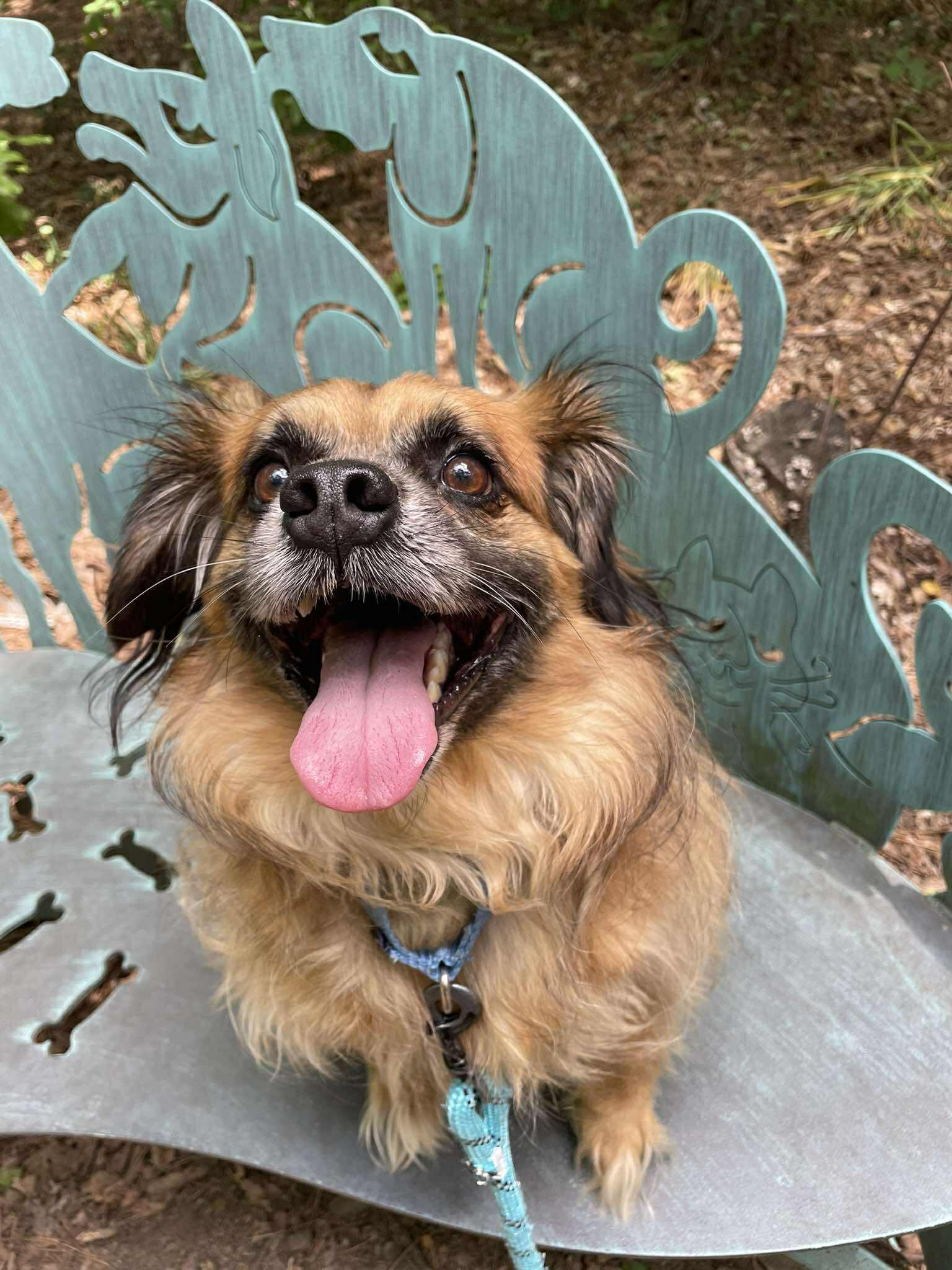 Enlarge Chewy, a Adopted Mixed Breed in Durham, NC image 3/3