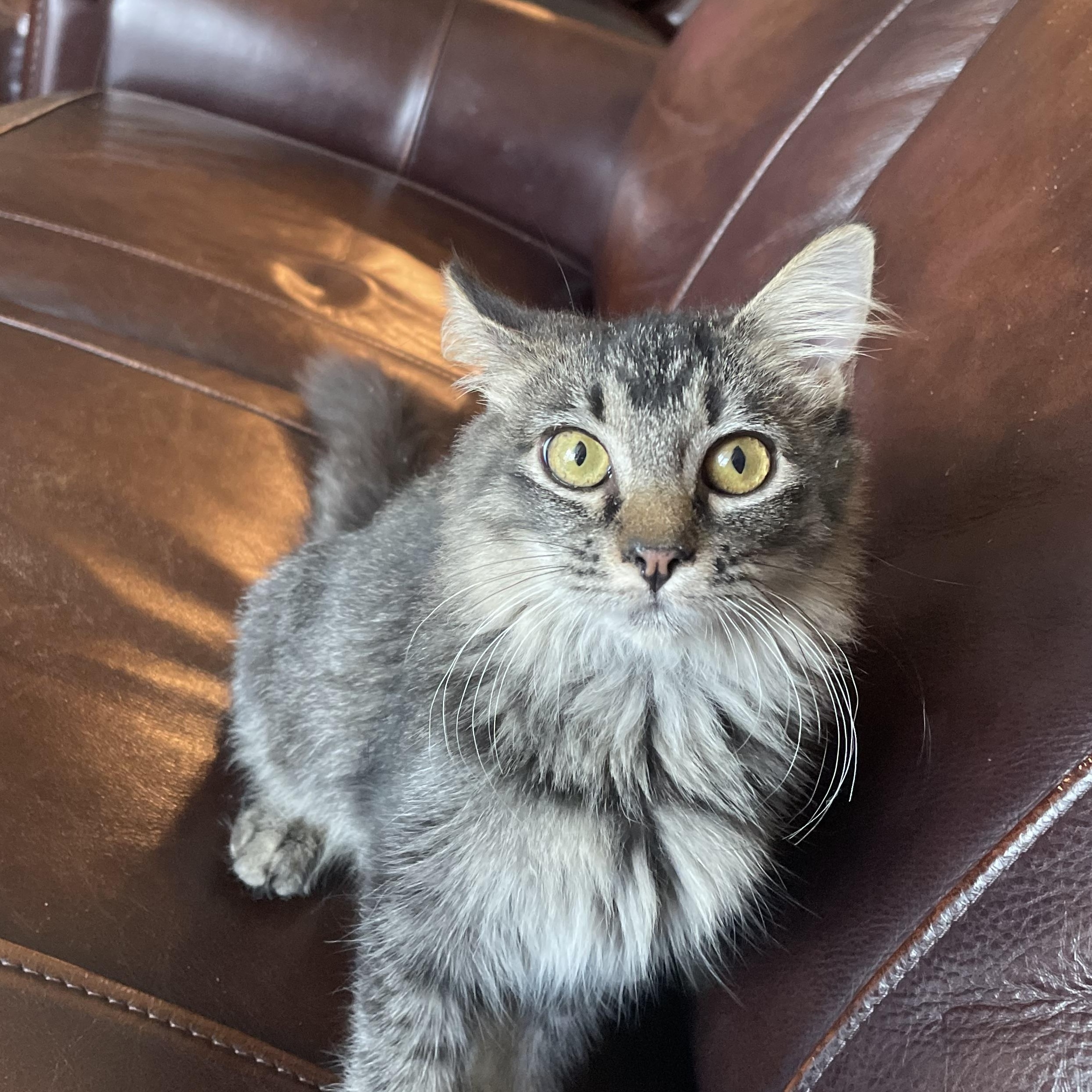 Gummy - Riley Fuzzel (FH CC)