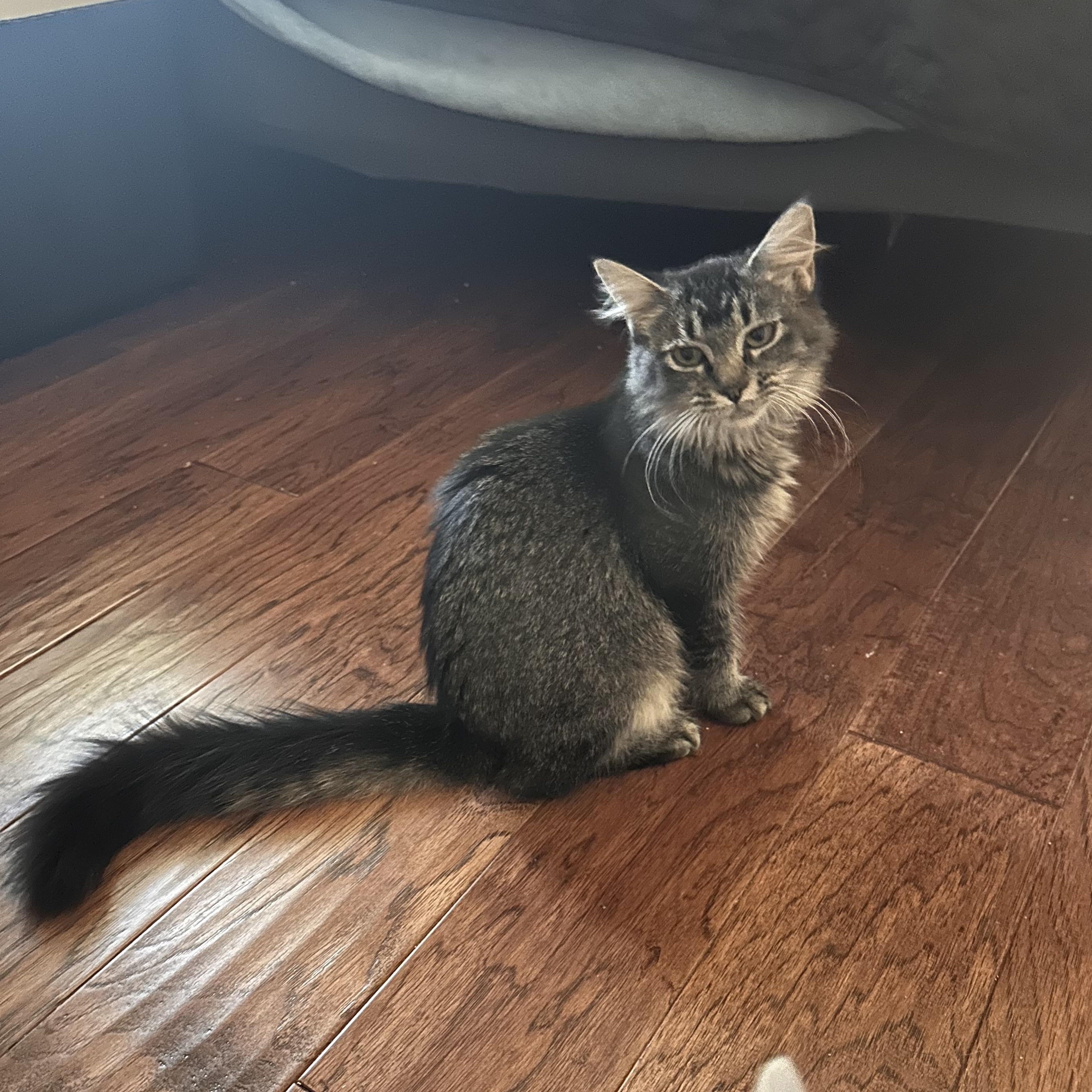 Gummy - Riley Fuzzel (FH CC)