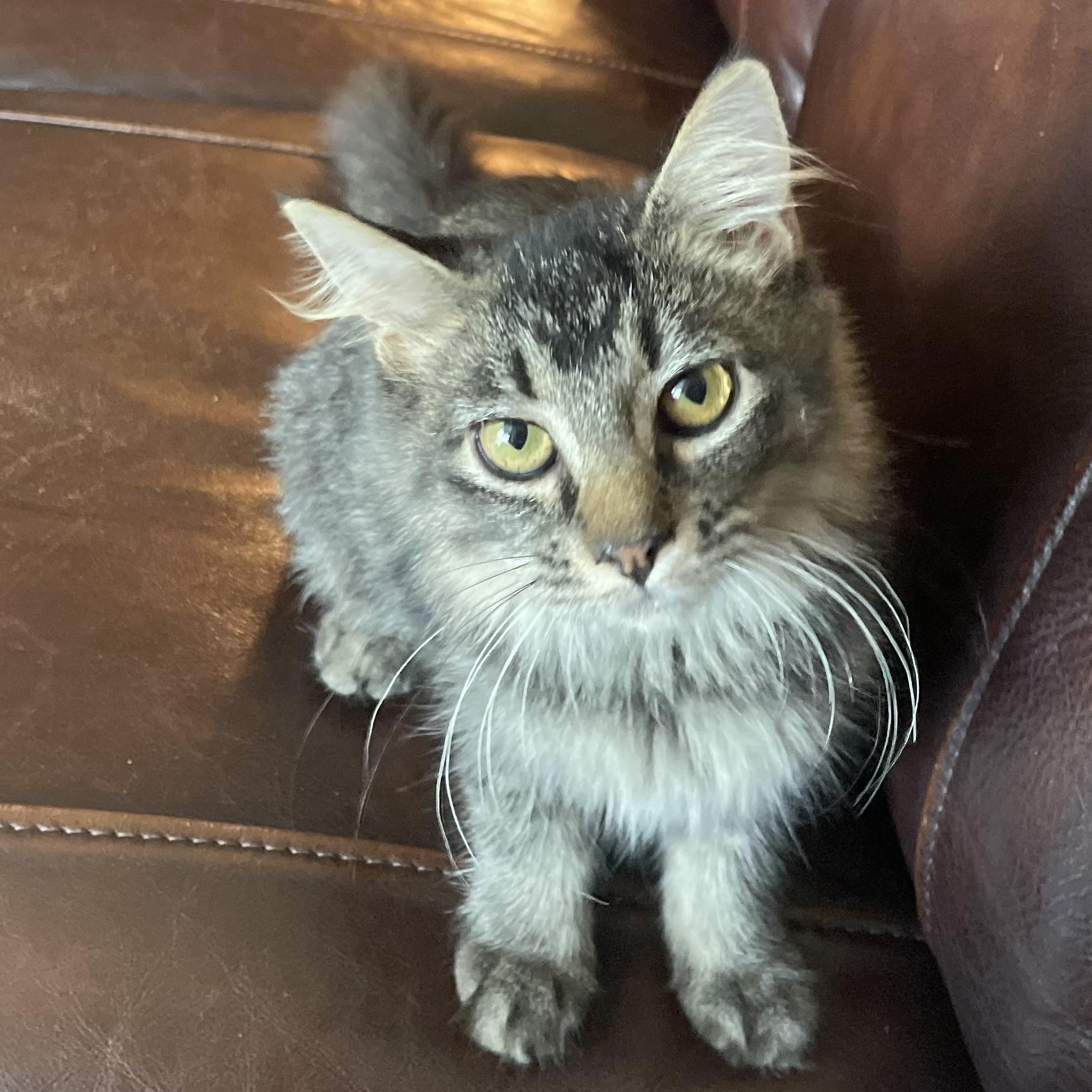 Gummy - Riley Fuzzel (FH CC)