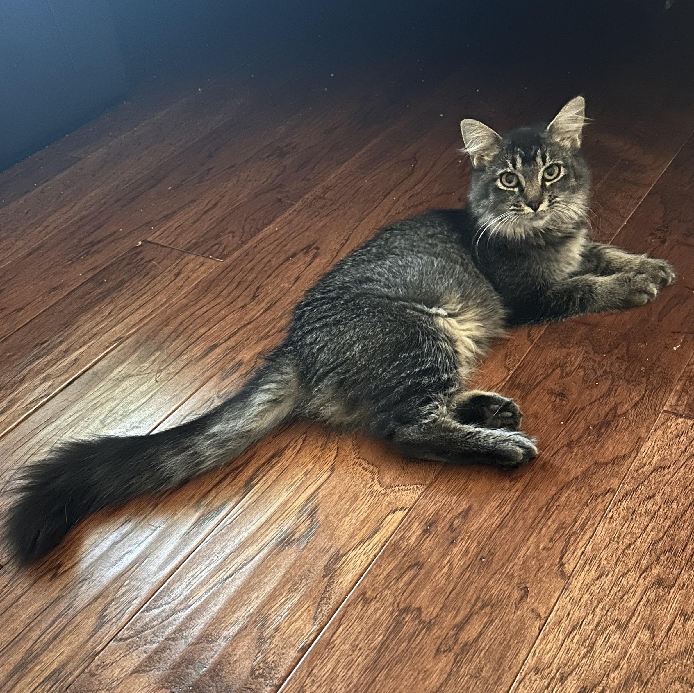 Gummy - Riley Fuzzel (FH CC)