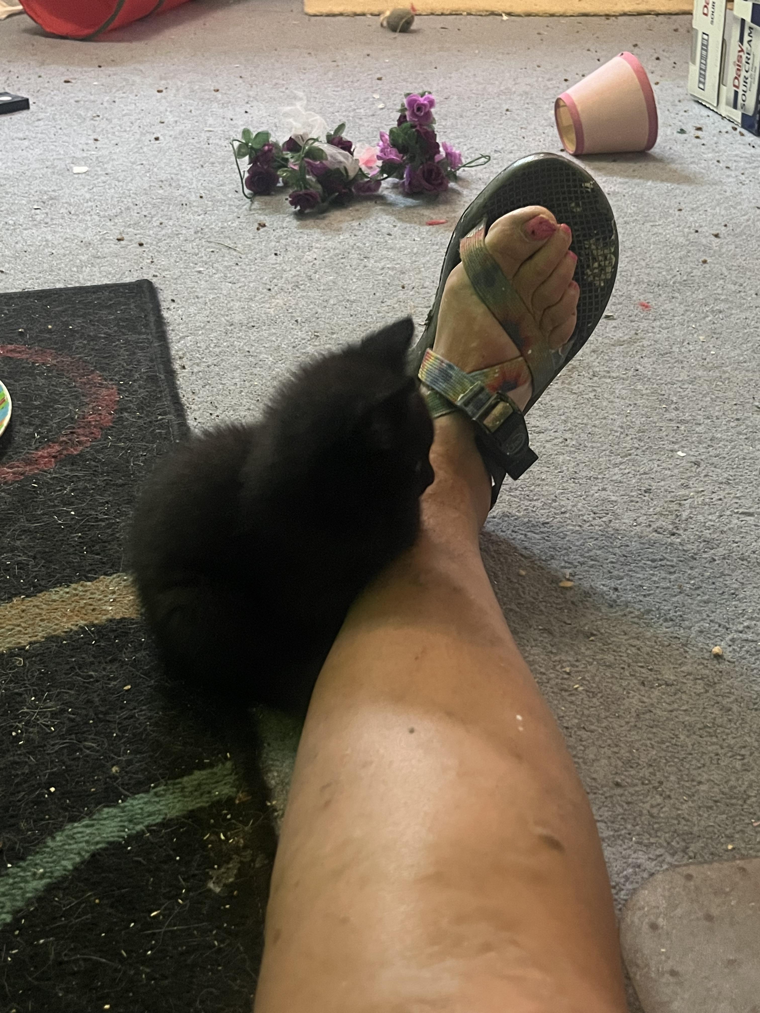 Enlarge Pebbles, an adopted Domestic Short Hair in Morgantown, WV image 2/6