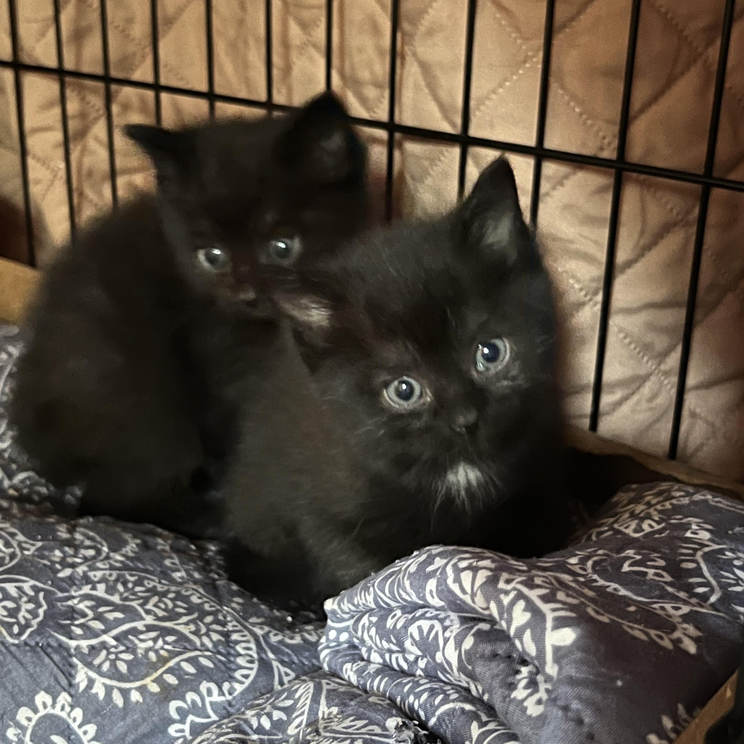 Enlarge Pebbles, an adopted Domestic Short Hair in Morgantown, WV image 4/6
