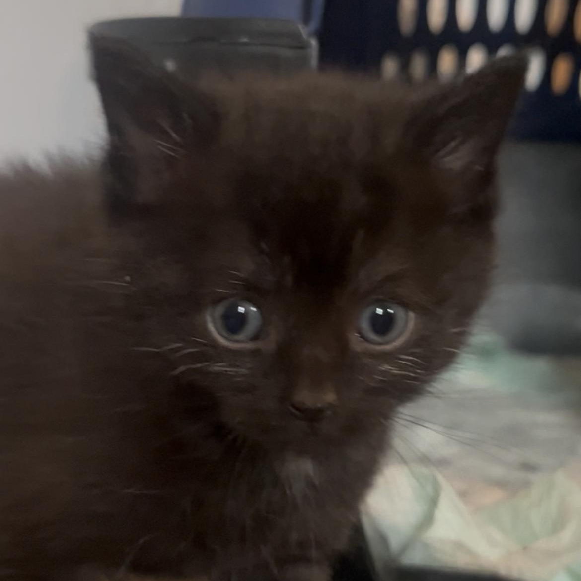 Enlarge Pebbles, an adopted Domestic Short Hair in Morgantown, WV image 6/6