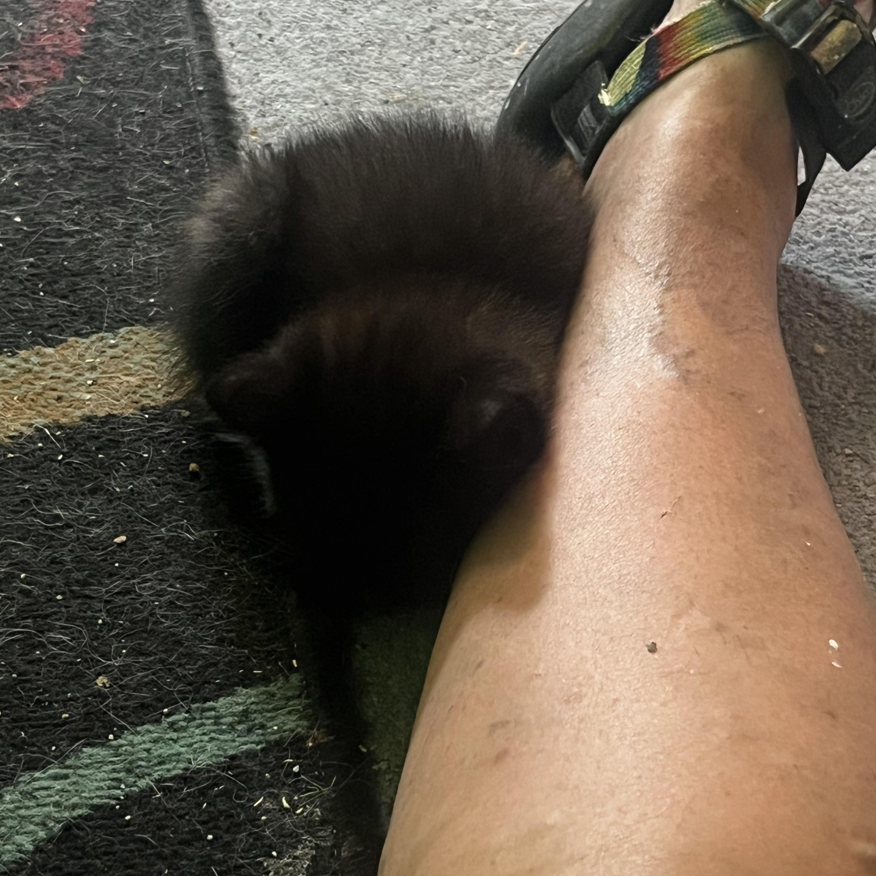 Enlarge Pebbles, an adopted Domestic Short Hair in Morgantown, WV image 5/6