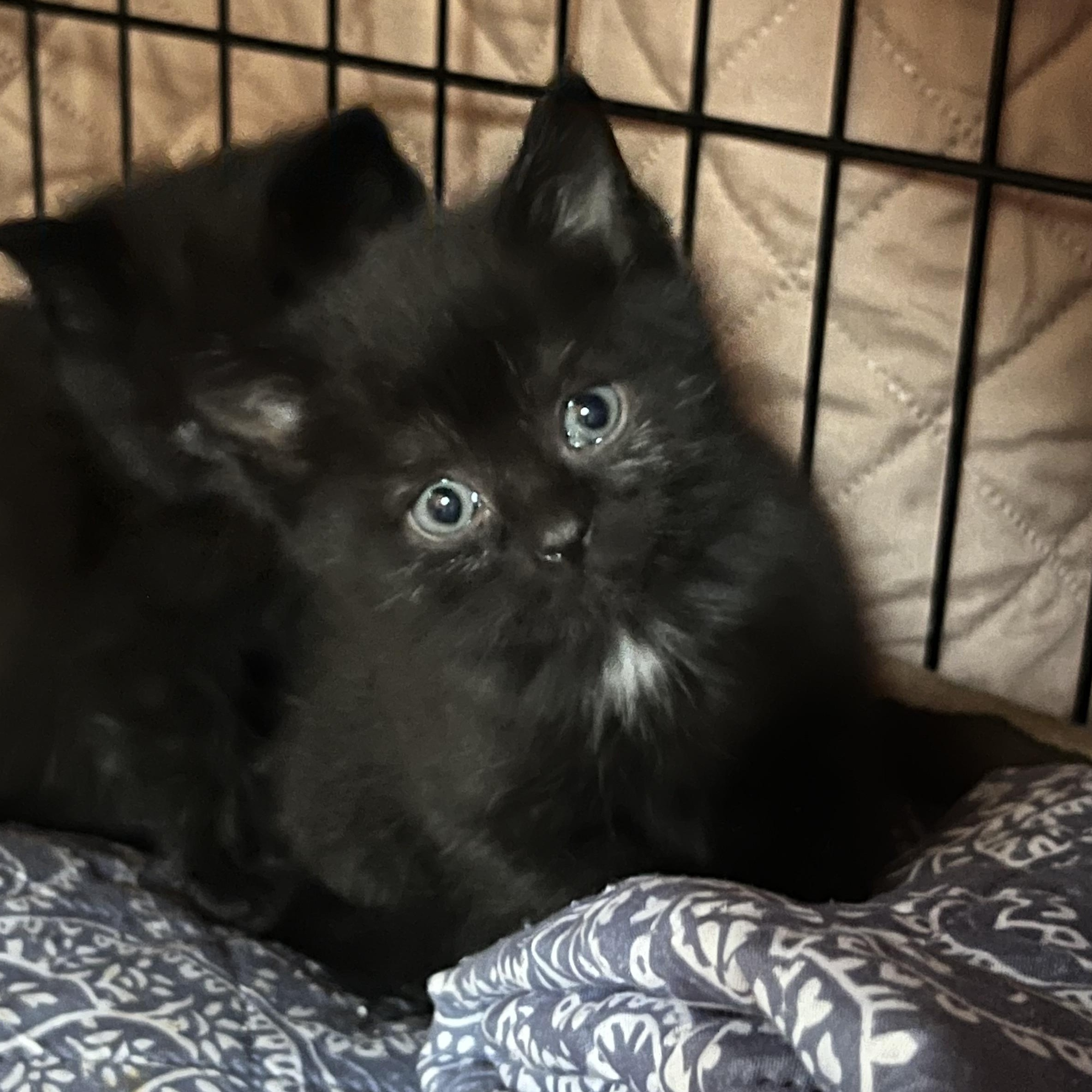 Enlarge Pebbles, an adopted Domestic Short Hair in Morgantown, WV image 1/6