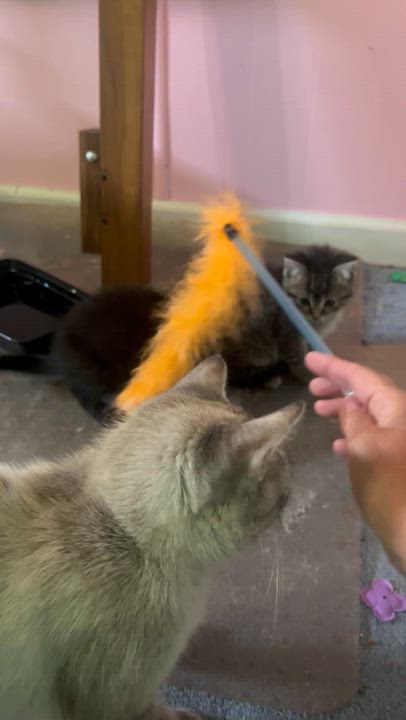 Enlarge Pebbles, an adopted Domestic Short Hair in Morgantown, WV video 3/6