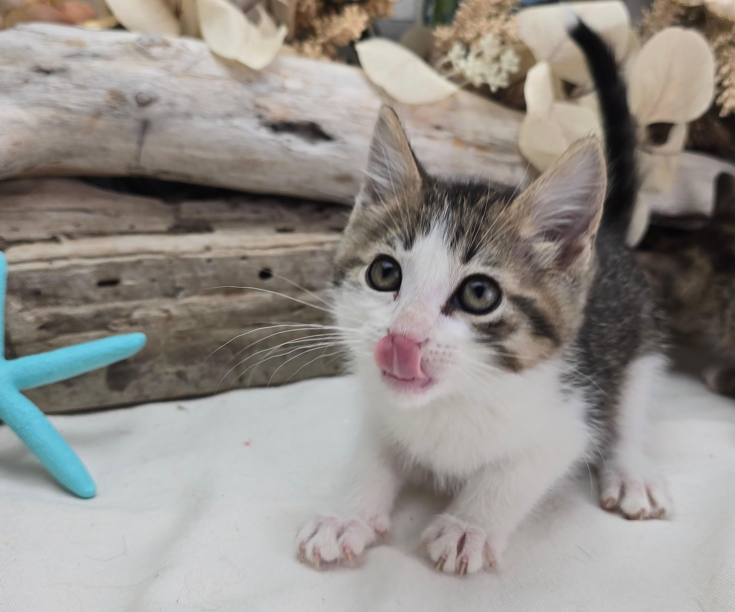 Enlarge Montana, an adopted Domestic Short Hair in Ocean Springs, MS image 3/3