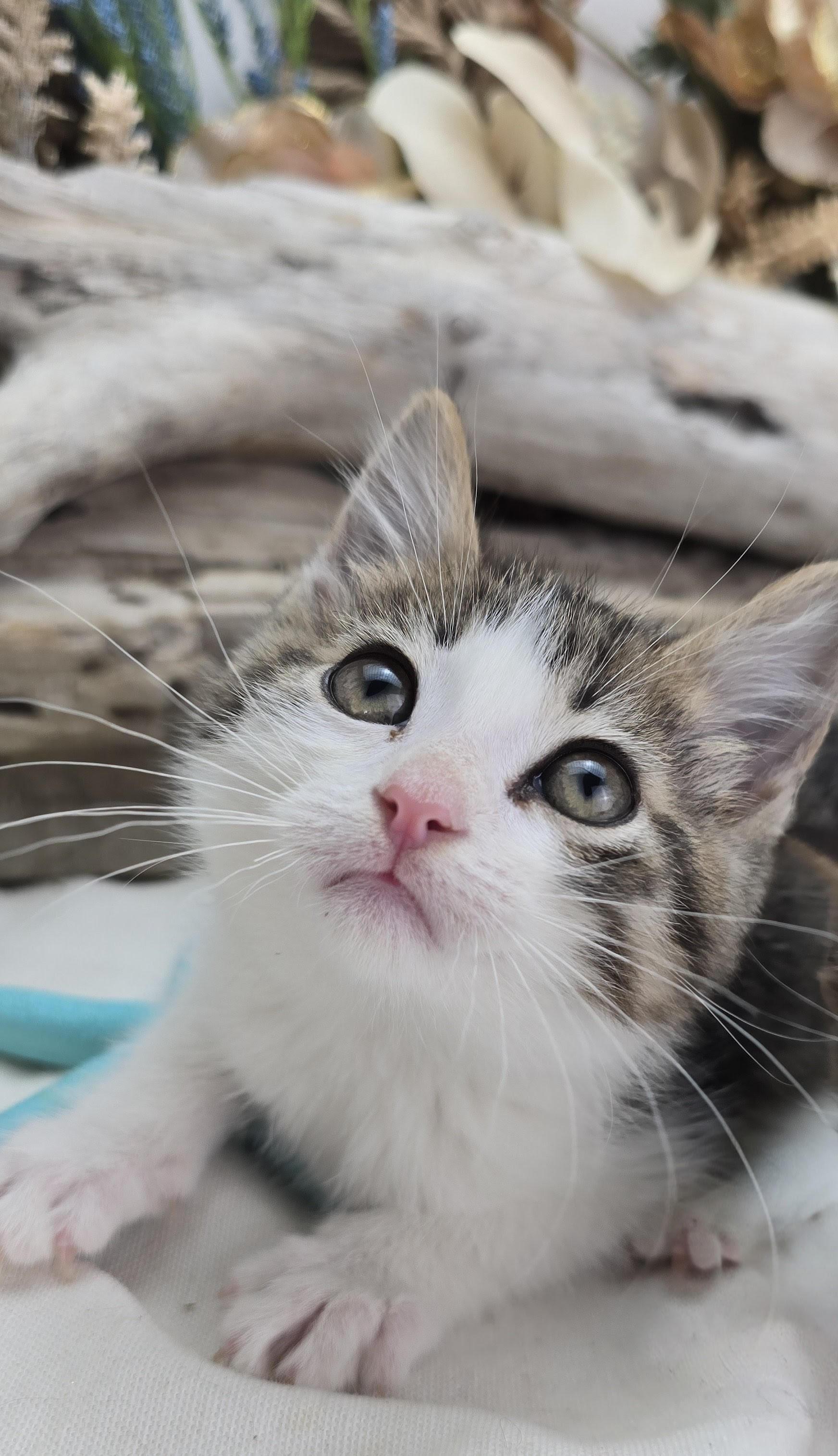Montana, adopted, Kitten Female Domestic Short Hair.