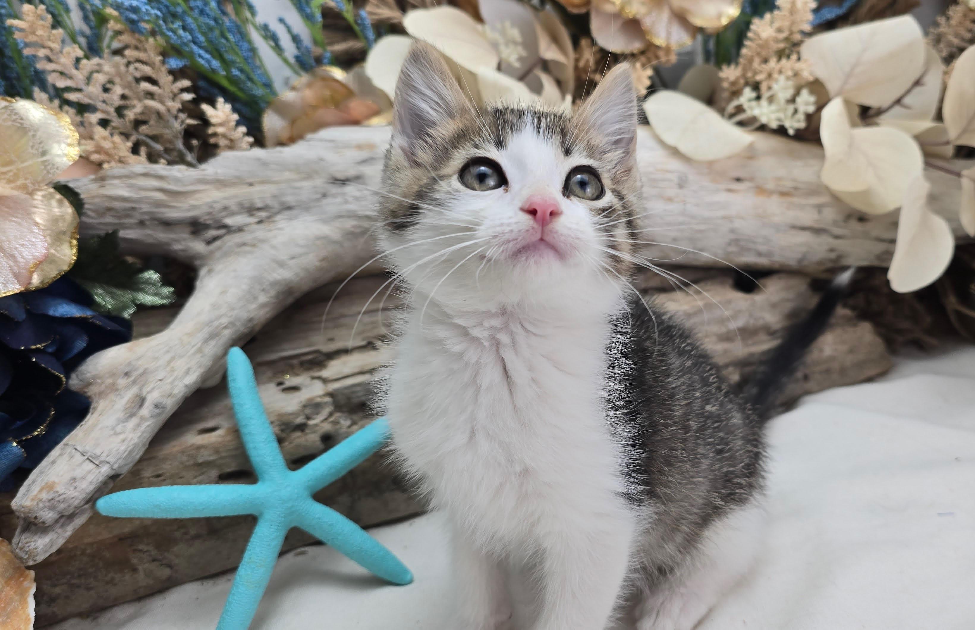Enlarge Montana, an adopted Domestic Short Hair in Ocean Springs, MS image 2/3