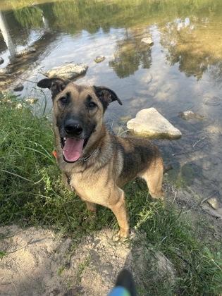 Enlarge Boy, a Adoptable mixed breed in Yellville, AR image 3/3