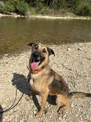 Enlarge Boy, a Adoptable mixed breed in Yellville, AR image 2/3