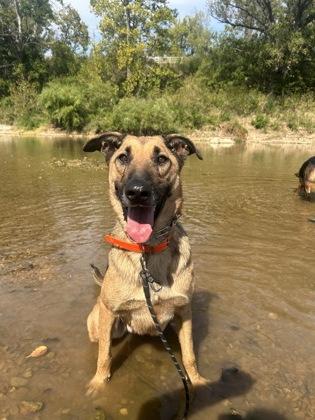Enlarge Boy, a Adoptable mixed breed in Yellville, AR image 1/3