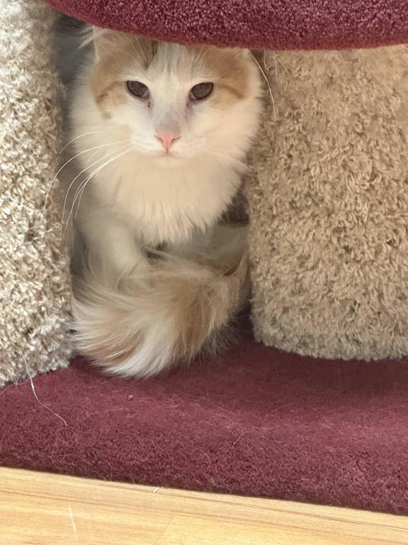 Stevie, ADOPTABLE, Young Male Domestic Long Hair.