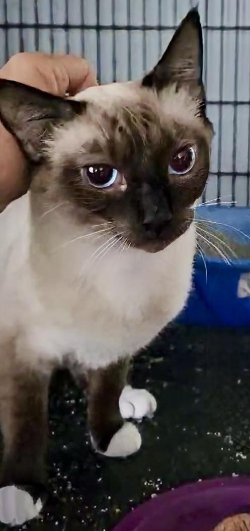 Sagwa (bonded to YumYum), Young Female Siamese