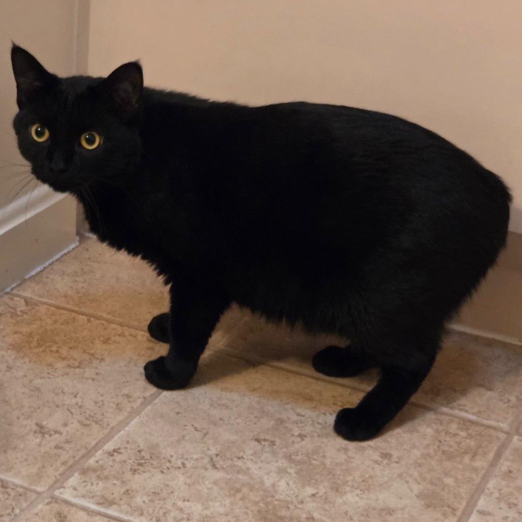 Rocky, Adoptable, Adult Male Domestic Short Hair.