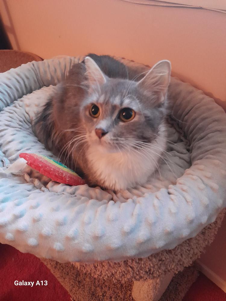 Astra, Adoptable, Kitten Female Domestic Medium Hair.