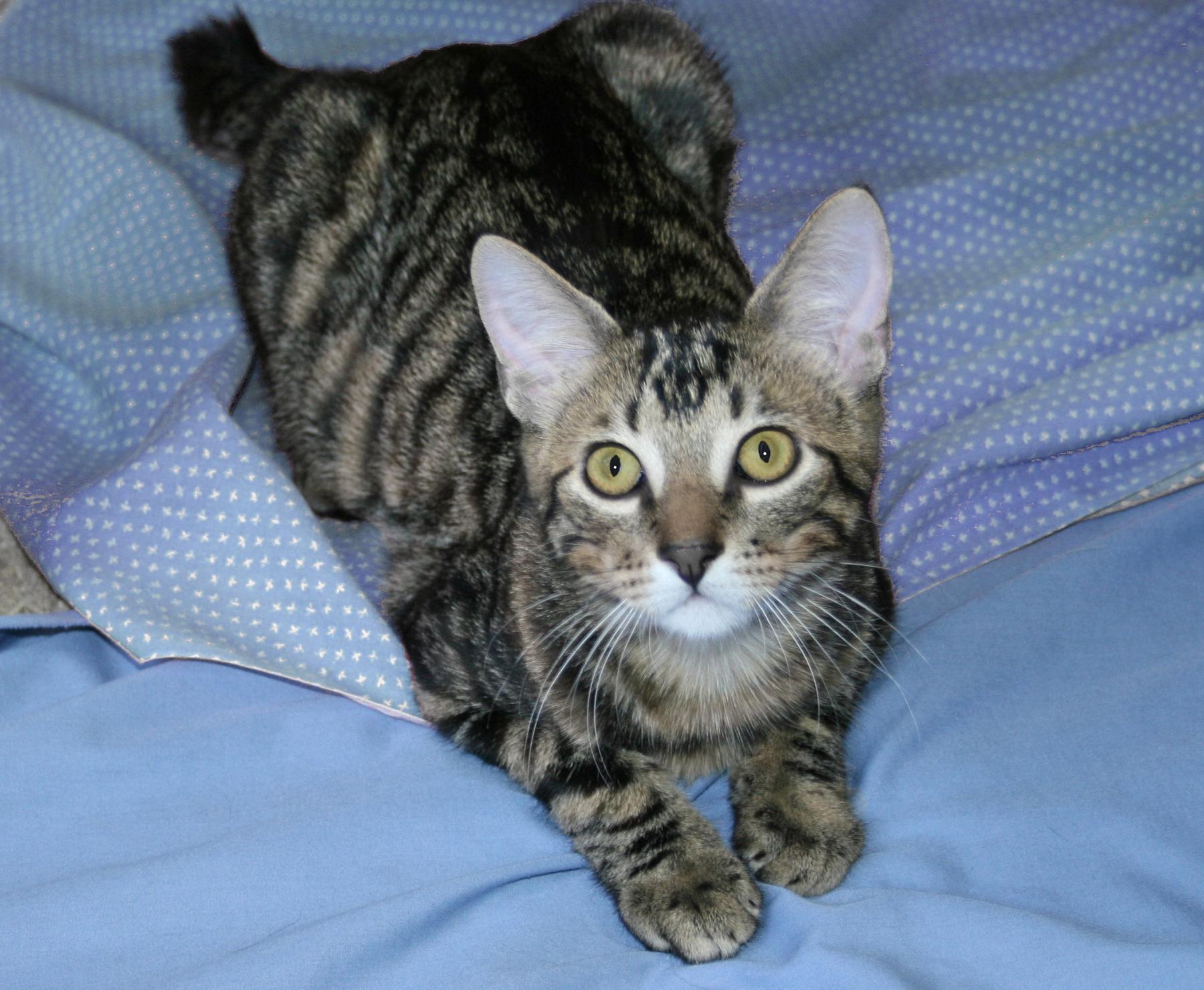 Enlarge Tripp, a ADOPTABLE Tabby in Victoria, MN image 4/4