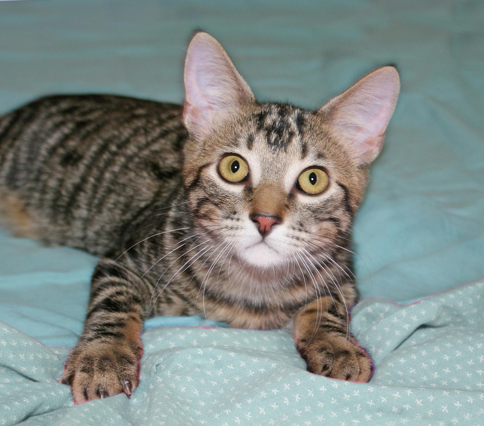 Tripp, ADOPTABLE, Kitten Male Tabby.