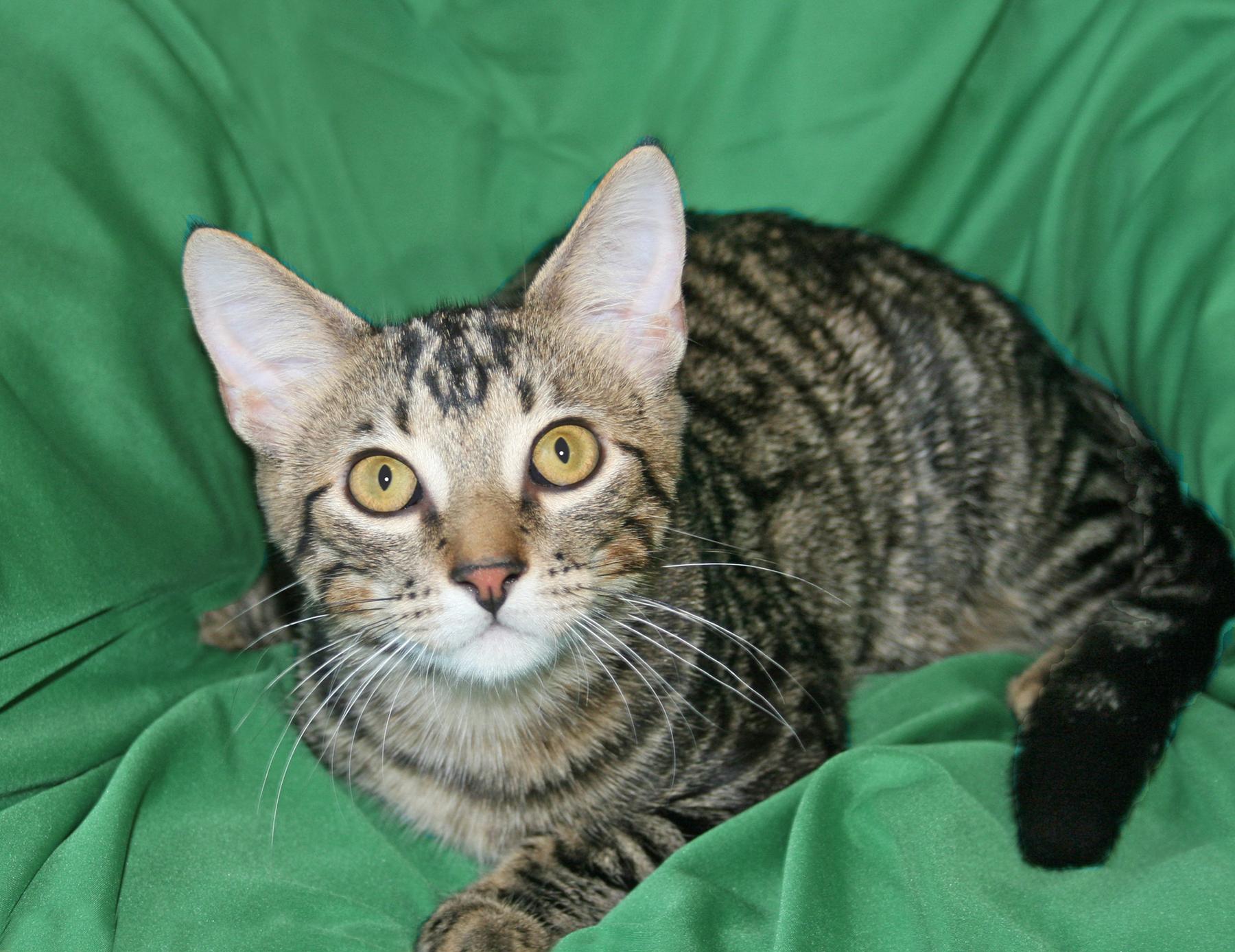 Enlarge Tripp, a ADOPTABLE Tabby in Victoria, MN image 2/4