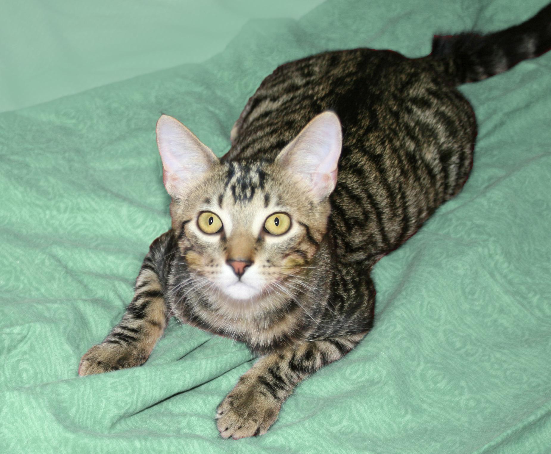Enlarge Tripp, a ADOPTABLE Tabby in Victoria, MN image 3/4