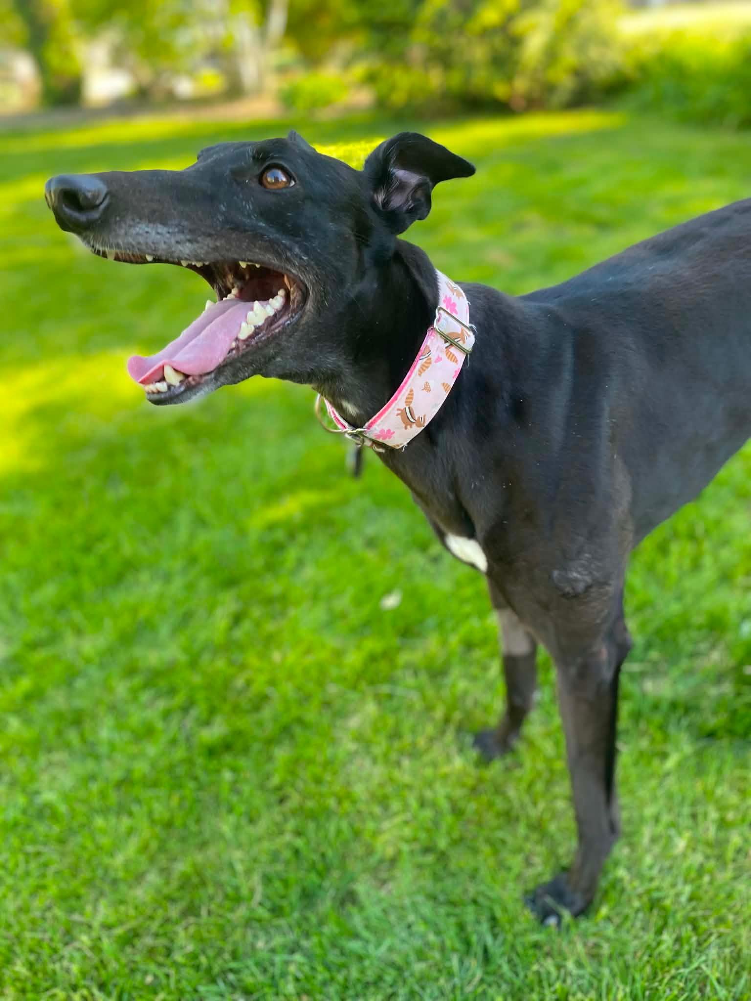 Serenity, an adopted Greyhound in Goshen, IN image 5/5