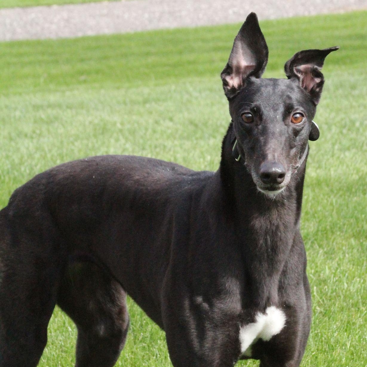 Enlarge Serenity, a ADOPTABLE Greyhound in Goshen, IN image 1/1