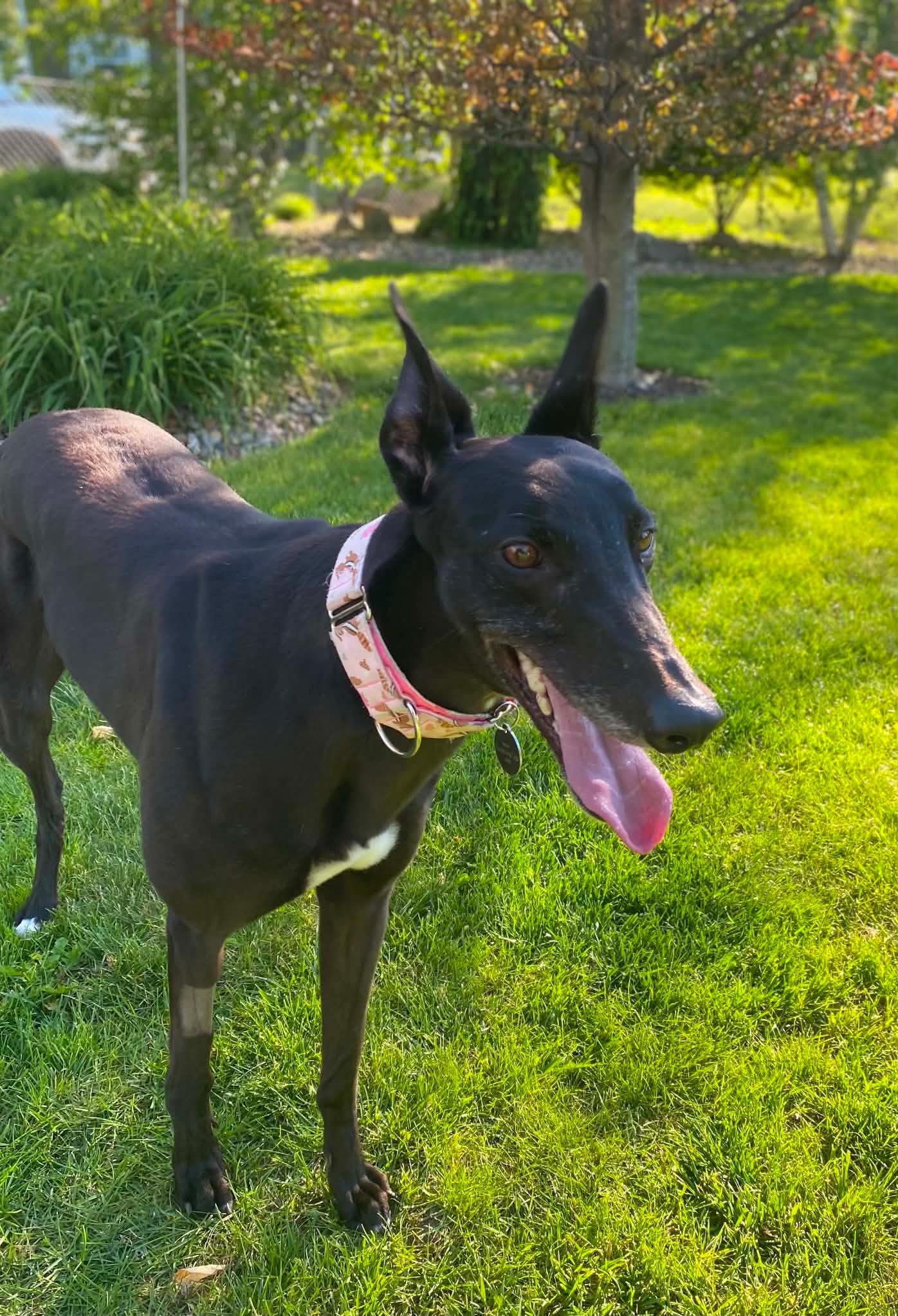 Serenity, an adopted Greyhound in Goshen, IN image 2/5