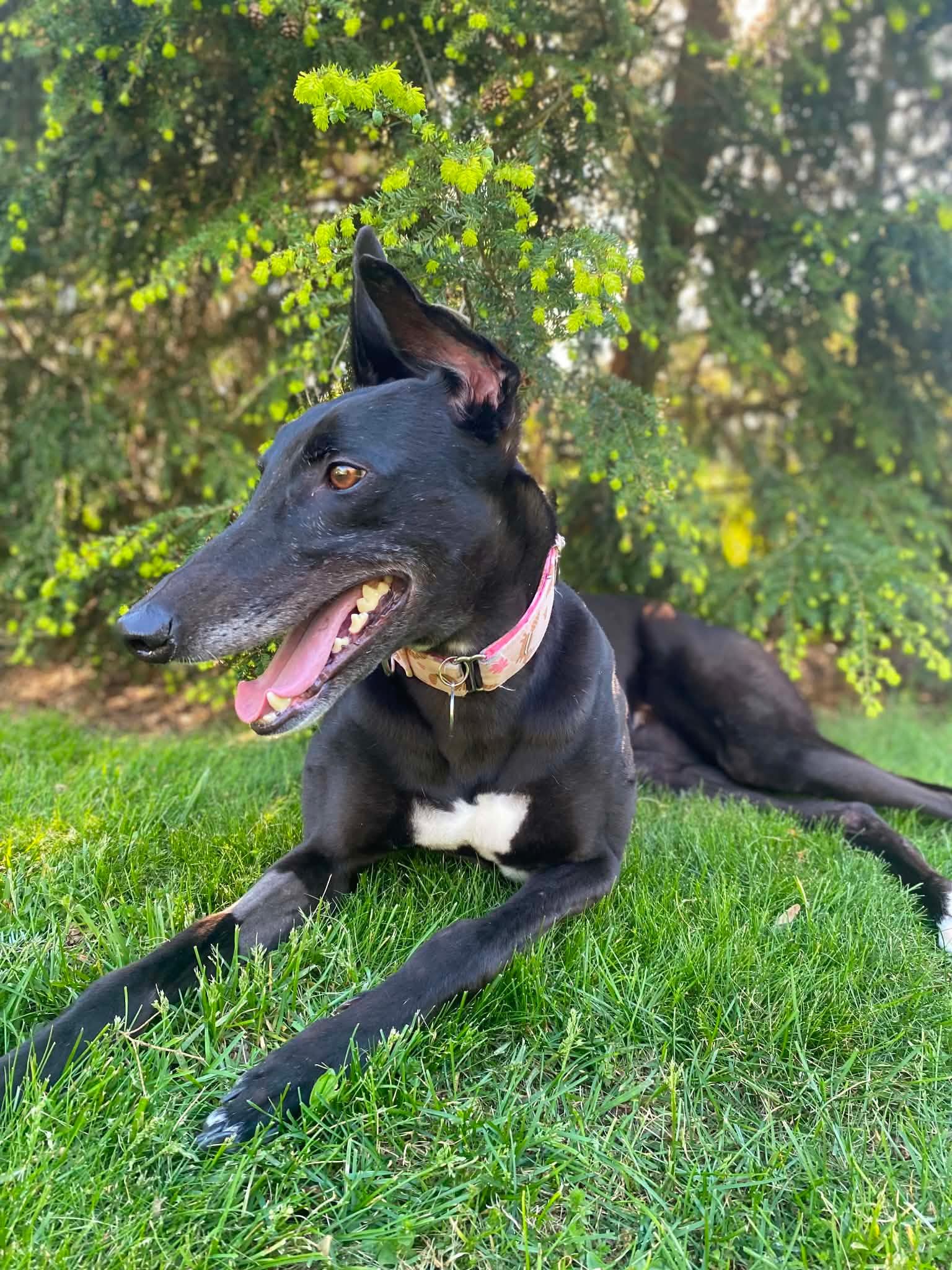 Serenity, an adopted Greyhound in Goshen, IN image 4/5