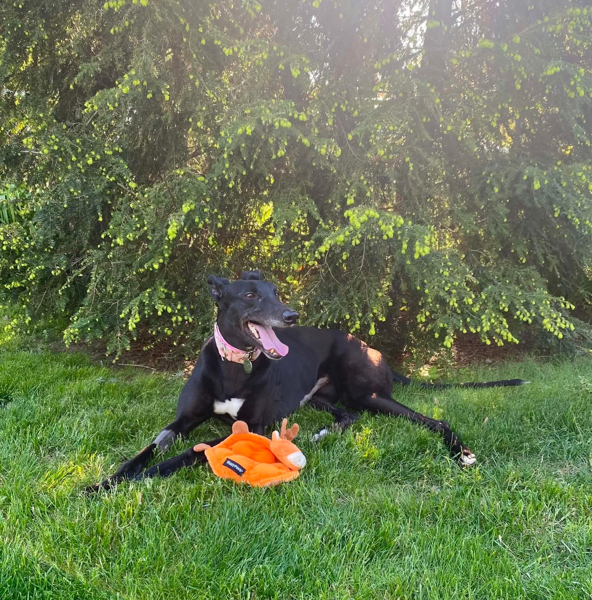 Serenity, an adopted Greyhound in Goshen, IN image 3/5
