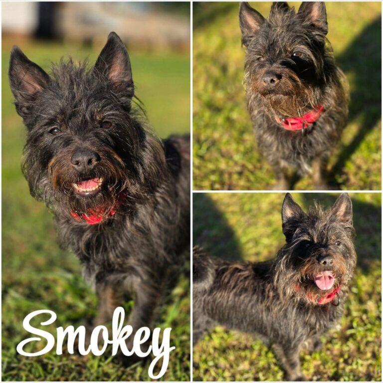 Smokey, a ADOPTABLE mixed breed in Red Hook, NY image 3/3