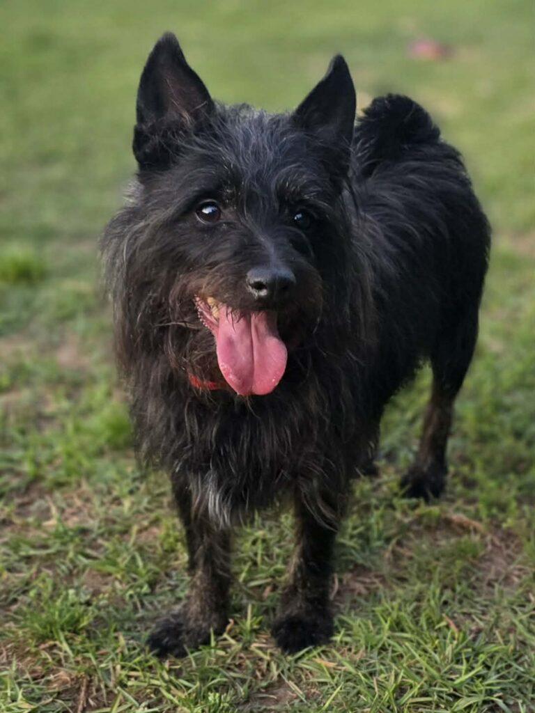 Smokey, a ADOPTABLE mixed breed in Red Hook, NY image 2/3