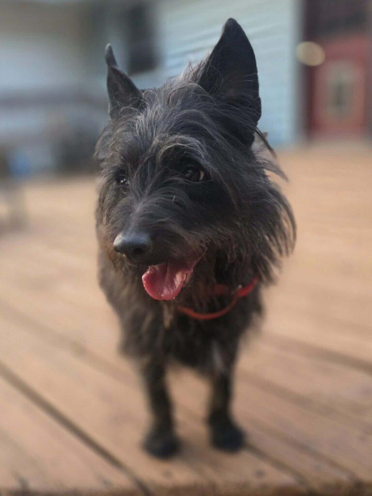 Smokey, a ADOPTABLE mixed breed in Red Hook, NY image 1/3