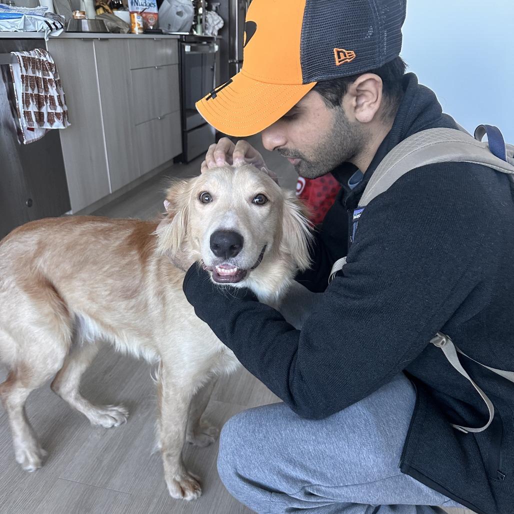 Beau, Adoptable, Young Male Retriever.