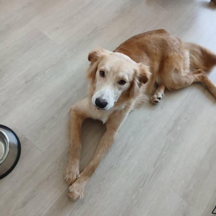 Enlarge Beau, a Adoptable Retriever in Brooklyn, NY image 3/5