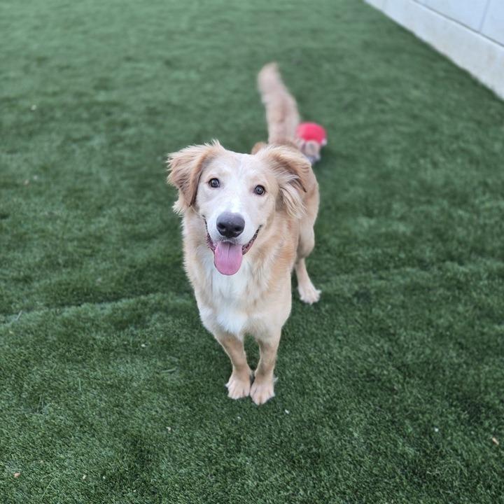 Enlarge Beau, a Adoptable Retriever in Brooklyn, NY image 4/5