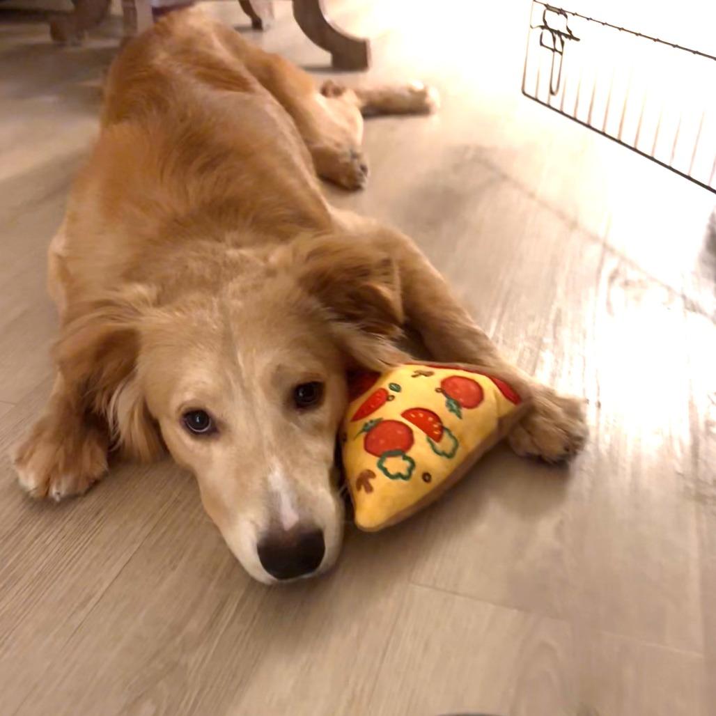 Enlarge Beau, a Adoptable Retriever in Brooklyn, NY image 5/5