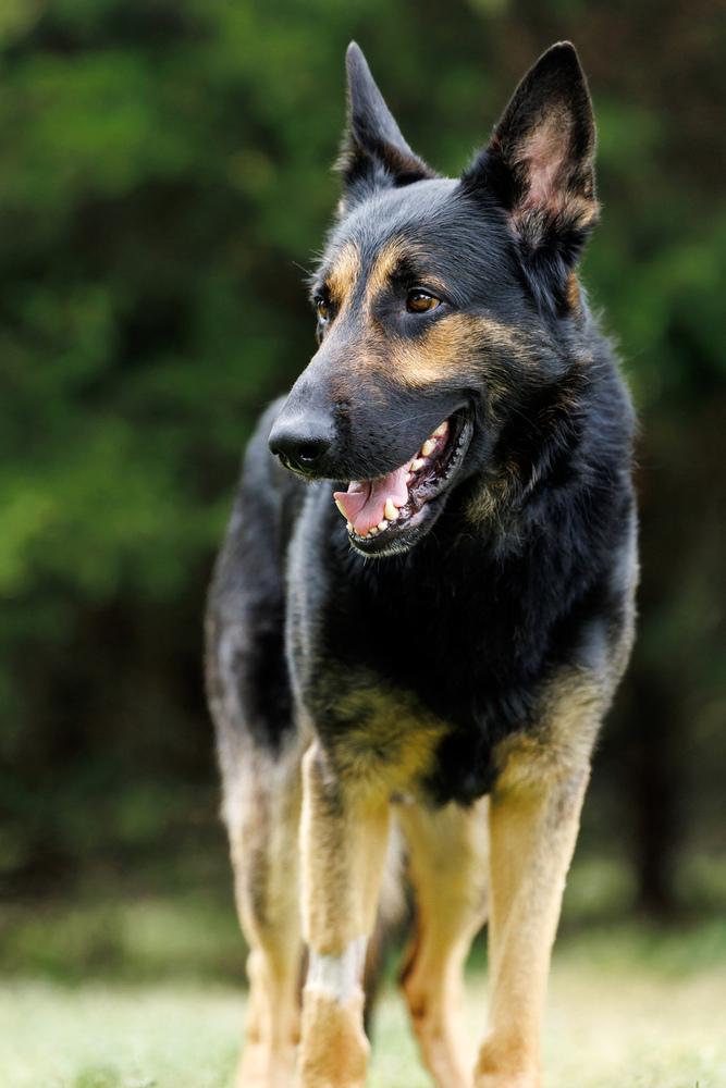 Enlarge Hayes, a Adoptable German Shepherd Dog in Dacula, GA image 1/6