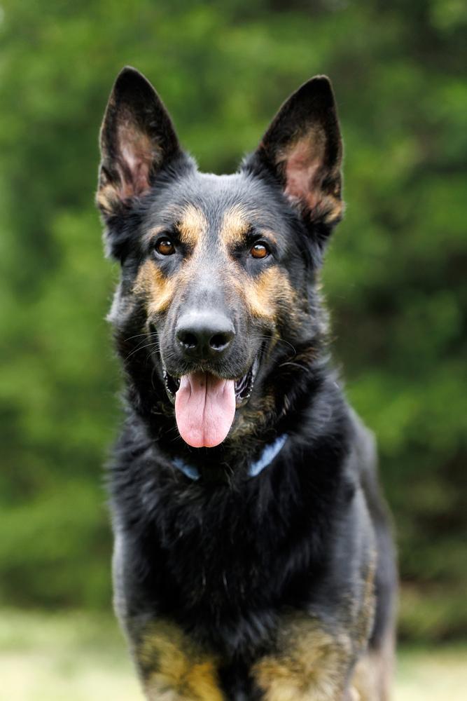 Enlarge Hayes, a Adoptable German Shepherd Dog in Dacula, GA image 3/6