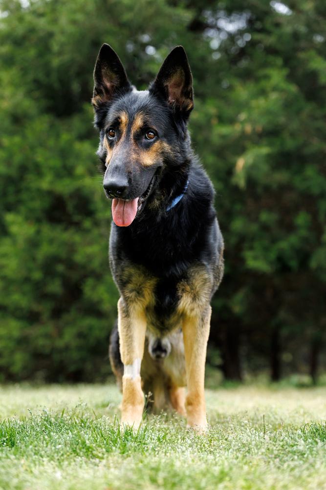 Enlarge Hayes, a Adoptable German Shepherd Dog in Dacula, GA image 4/6