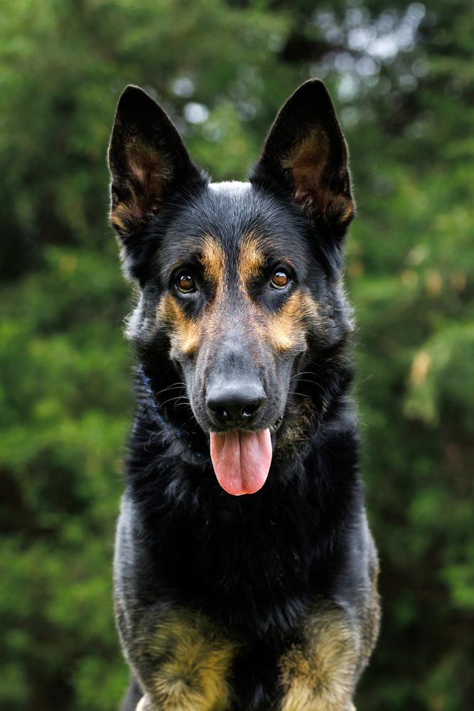 Enlarge Hayes, a Adoptable German Shepherd Dog in Dacula, GA image 5/6