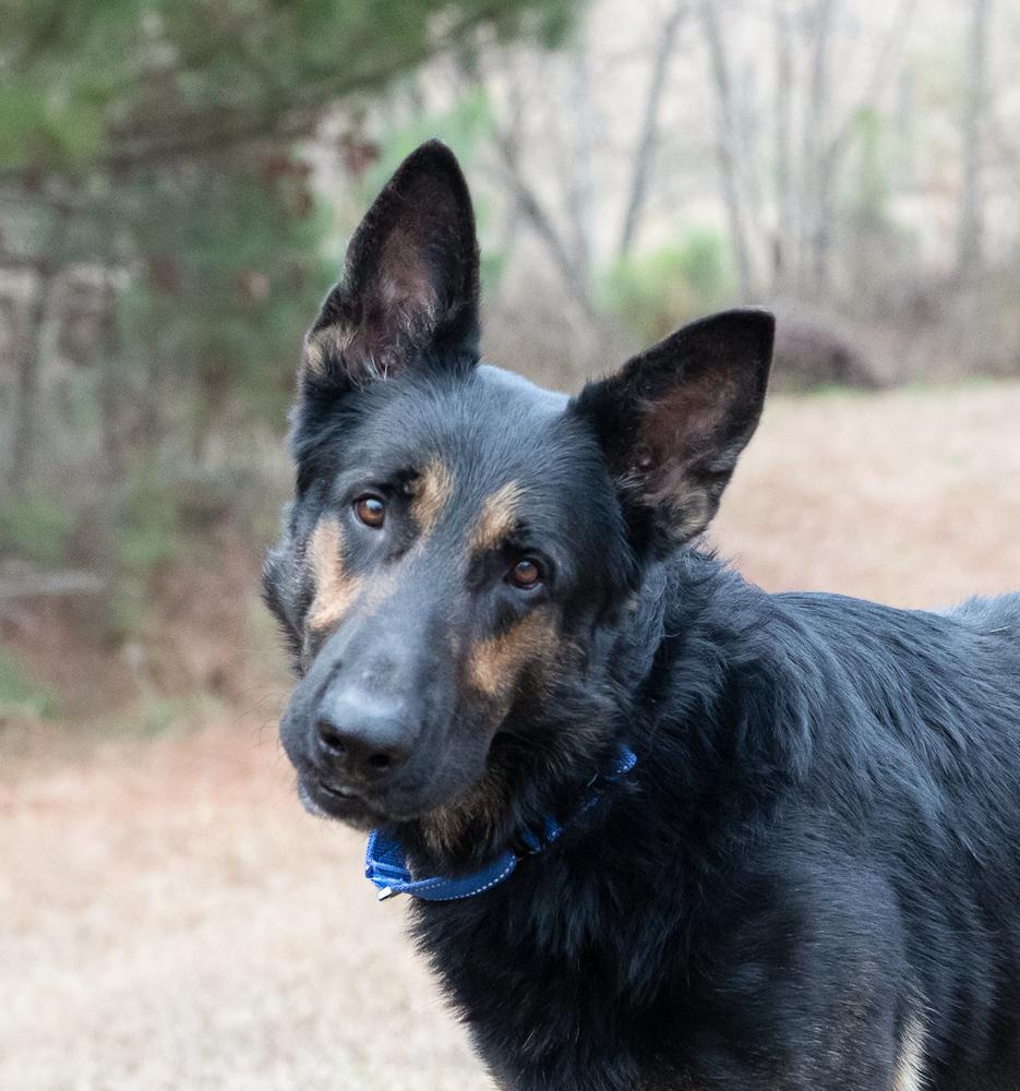 Hayes, a Adoptable German Shepherd Dog in Dacula, GA image 3/3