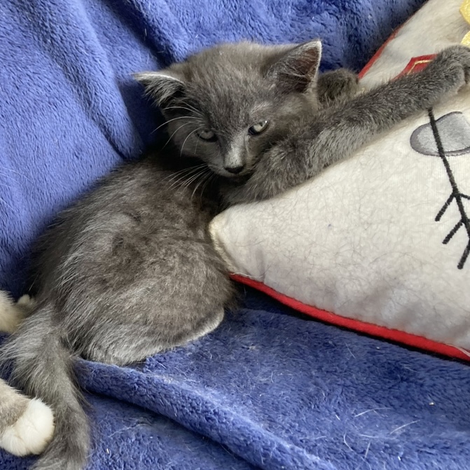 Lois, a Adoptable Domestic Short Hair in Pittstown, NJ image 5/5