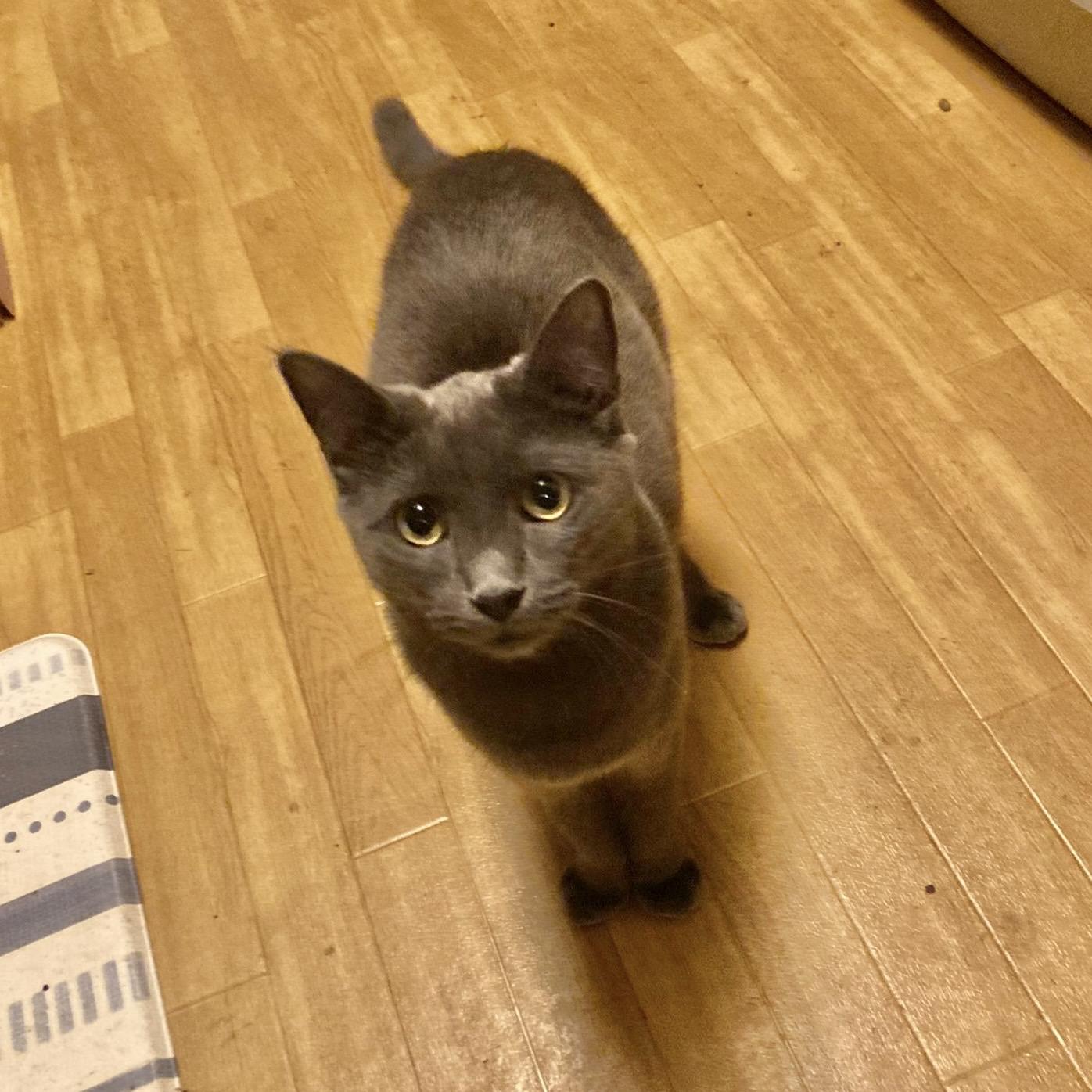 Lois, a Adoptable Domestic Short Hair in Pittstown, NJ image 1/5