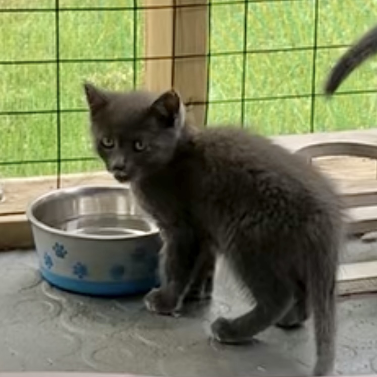 Lois, a Adoptable Domestic Short Hair in Pittstown, NJ image 3/5